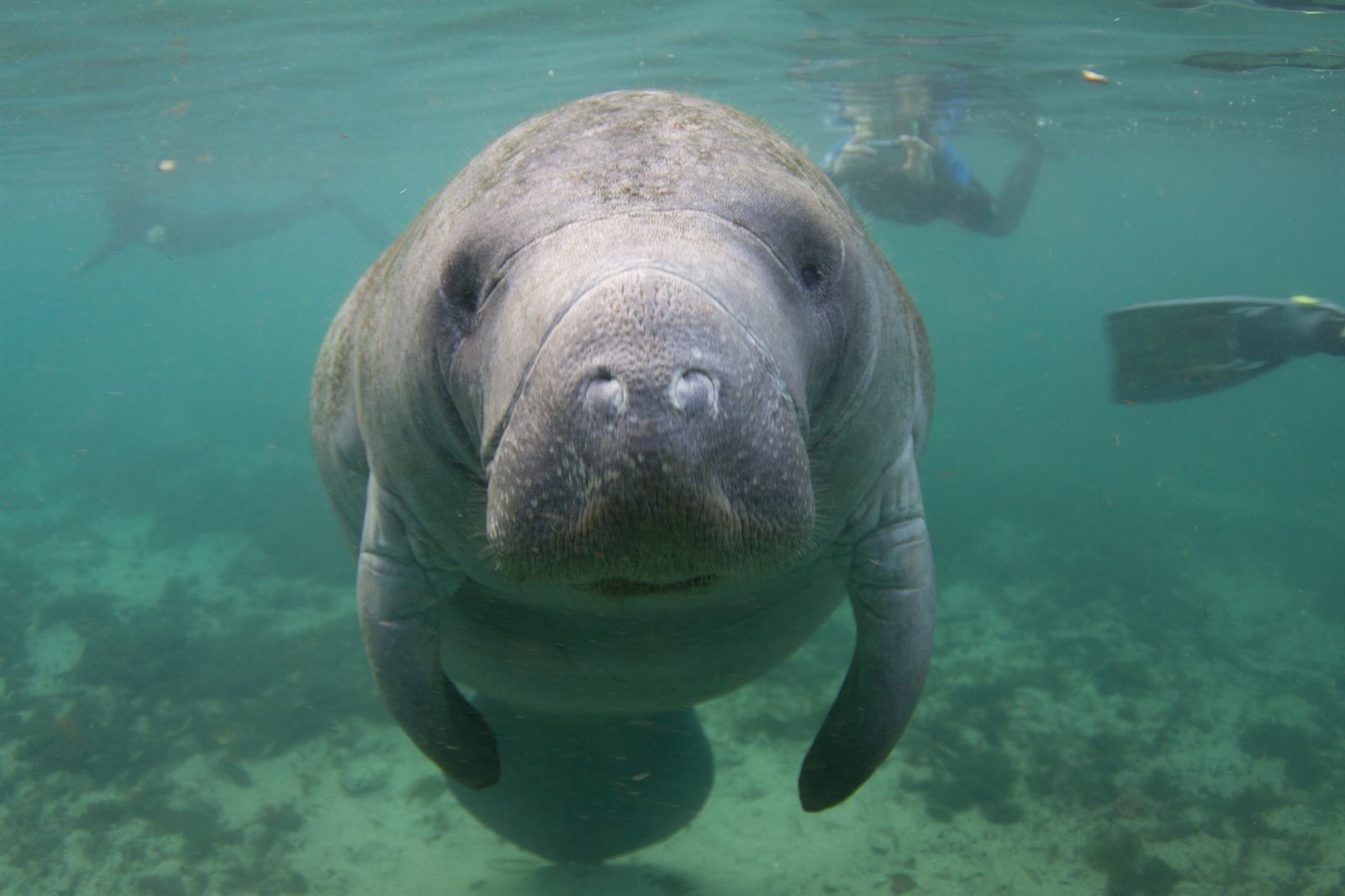 A manatee swimming toward the camera in clear green water